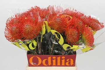 Leucospermum Succession 50cm
