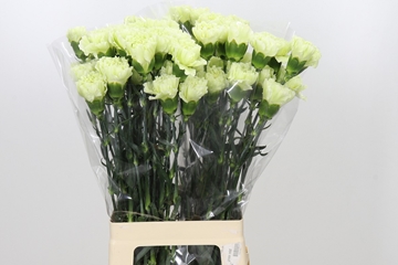 Di St Lady Midori 70cm