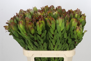 Leucadendron Goldstrike 80cm