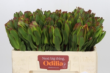 Leucadendron Laurel Ylw 50cm
