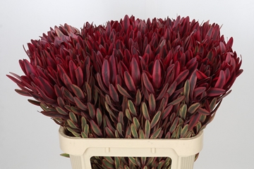 Leucadendron Jester 80cm