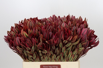 Leucadendron Jester 60cm