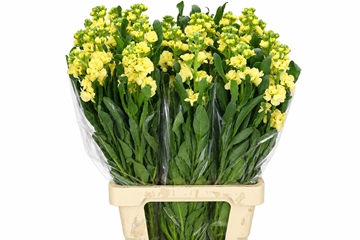 Matth Iron Yellow 70cm