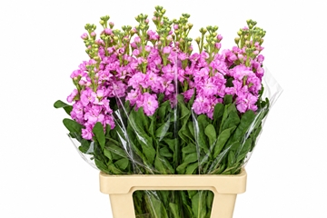 Matth Iron Pink 70cm