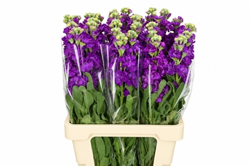 Matth Iron Purple 70cm