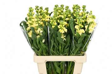 Matth Iron Yellow 70cm