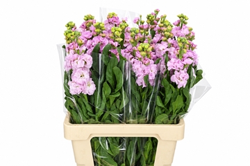 Matthiola Iron Cherry Blossom 70cm