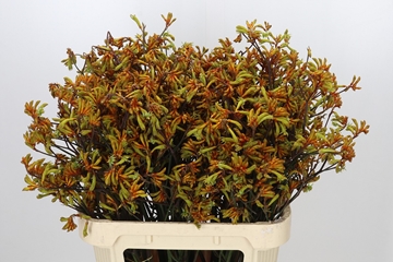 Anigozanthos Bush Sunset 80cm