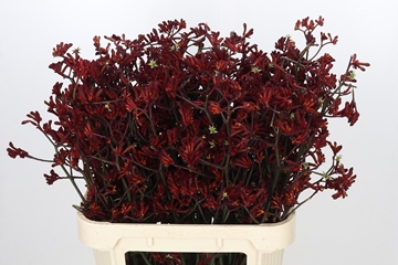 Anigozanthos Bush Ruby 80cm