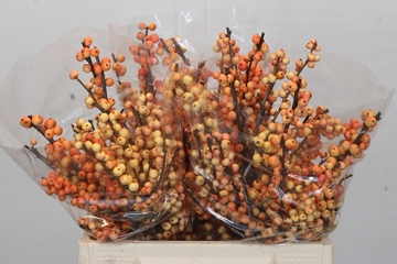 Ilex Ilexia Julia 40cm