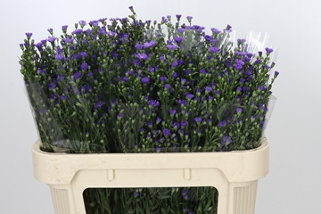 Aster Casamare 70cm 30gram