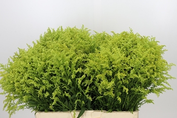 Solidago Tara Gold 60cm 15gram
