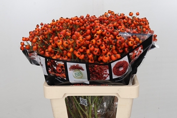 Rosa Hiphop Sunset 60cm