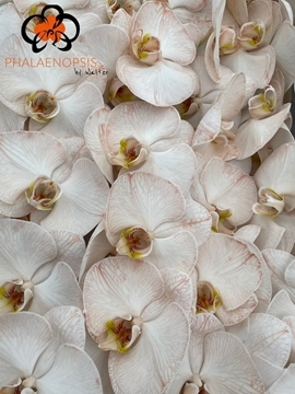 Phalaenopsis White 80cm 9/12bl
