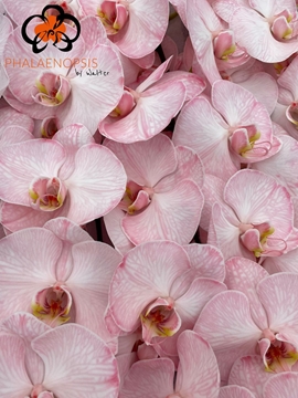 Phalaenopsis White 80cm 9/12bl
