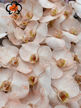 Phalaenopsis White 80cm 9/12bl