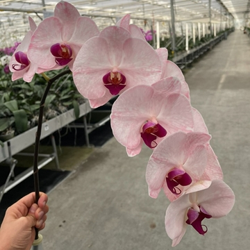 Phalaenopsis White 80cm 9/12bl