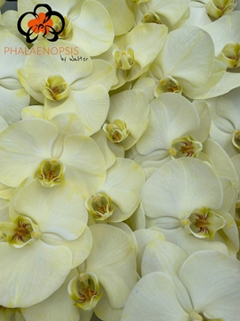 Phalaenopsis White 80cm 9/12bl