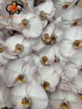 Phalaenopsis White 80cm 9/12bl