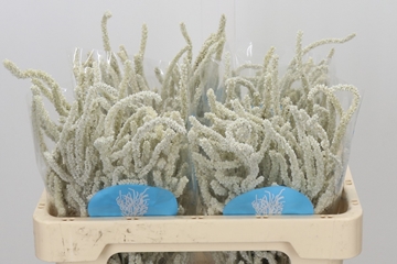 Amaranthus Upright Yearming Desert 50cm