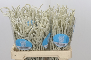 Amaranthus Upright Yearming Desert 60cm