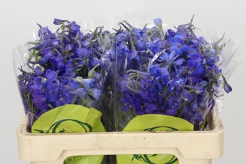 Delphinium Volkenrfrieden 60cm