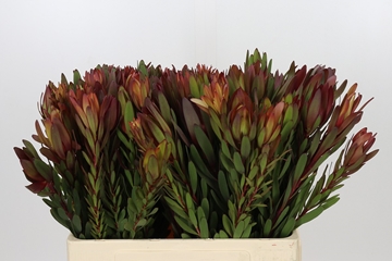 Leucadendron Safari Sunset 60cm