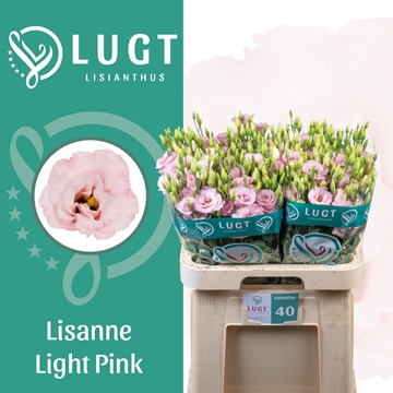 Lisianthus Double Lisanne Light Pink 70cm