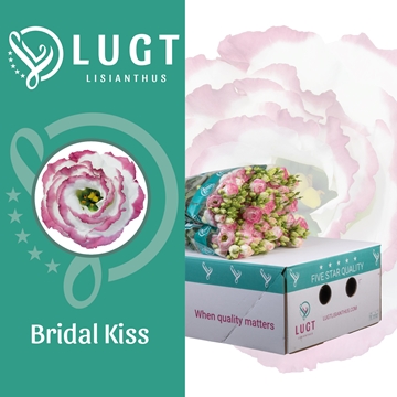 Lisianthus Double Croma Bridal Kiss 70cm