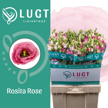 Lisianthus Double Rosita Pink 70cm