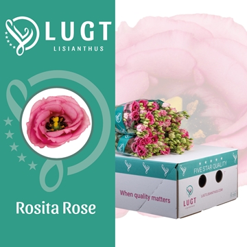 Lisianthus Double Rosita Pink 70cm