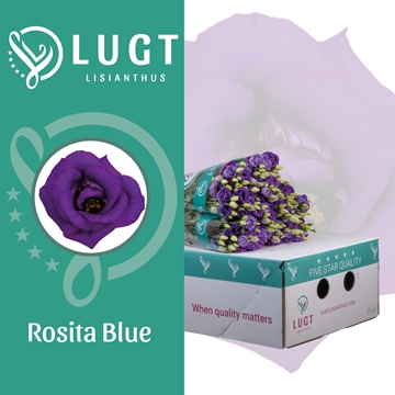 Lisianthus Double Rosita Blue 70cm