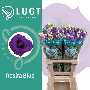 Lisianthus Double Rosita Blue 70cm