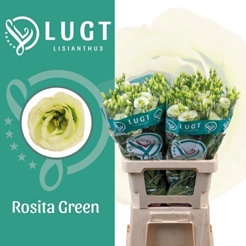 Lisianthus Double Rosita Green 70cm