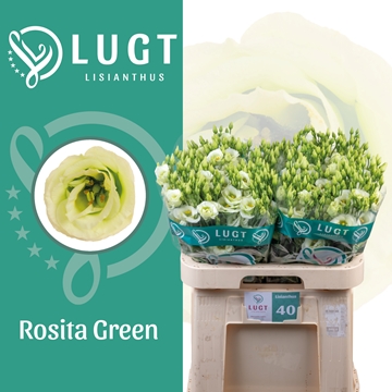 Lisianthus Double Rosita Green 70cm