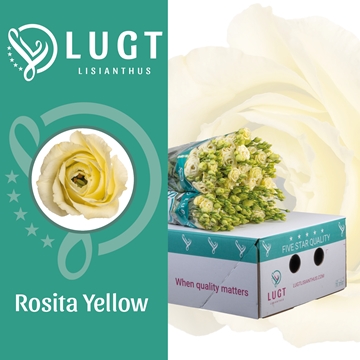 Lisianthus Double Rosita Yellow 70cm