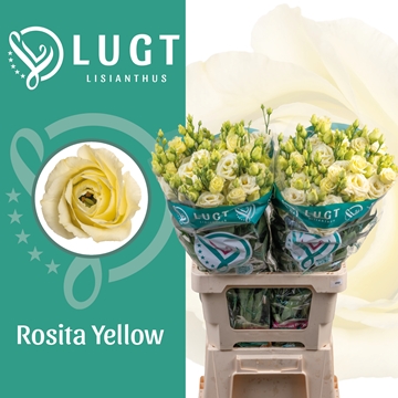 Lisianthus Double Rosita Yellow 70cm