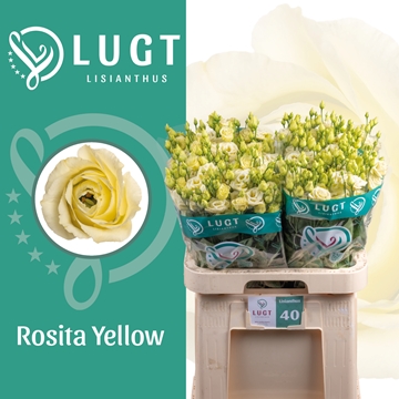 Lisianthus Double Rosita Yellow 70cm