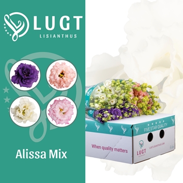 Lisianthus Double Alissa Mixed In Bucket 70cm