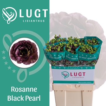 Lisianthus Double Black Pearl 70cm