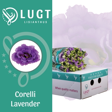 Lisianthus Double Corelli Lavender 70cm
