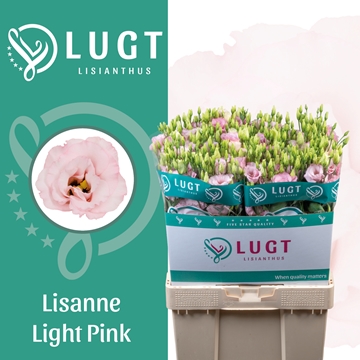 Lisianthus Double Lisanne Light Pink 70cm
