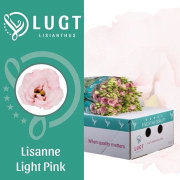 Lisianthus Double Lisanne Light Pink 70cm