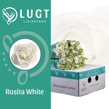 Lisianthus Double Rosita White 70cm