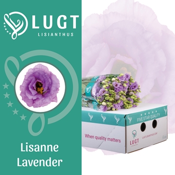 Lisianthus Double Lisanne Lavender 70cm