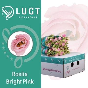 Lisianthus Double Rosita Bright Pink 70cm