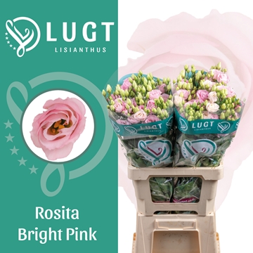 Lisianthus Double Rosita Bright Pink 70cm
