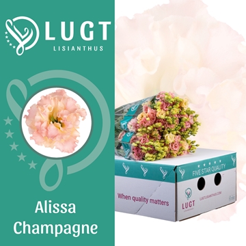 Lisianthus Double Alissa Champagne 70cm