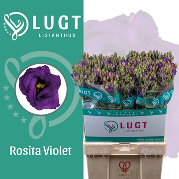 Eus G Rosita Violet 70cm
