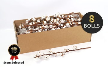 Dried Gossypium (COTTON) 80cm